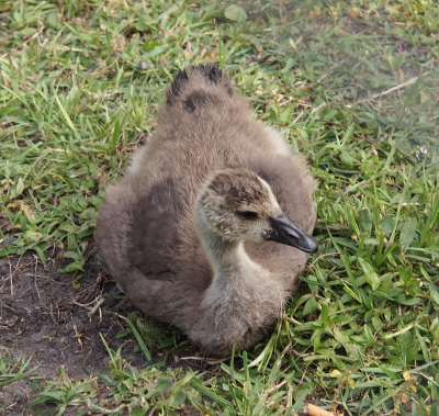 [One gosling sits on the ground with its head toward the camera and the tail end behind it. The top of its head is much darker than the rest of the head and the neck. Small dark brown feathers are visible on its hind end.]
